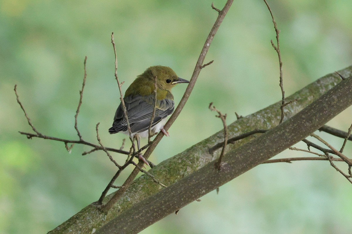 Prothonotary Warbler - ML585327561