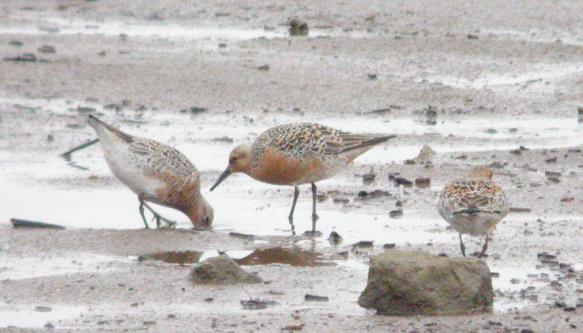 Red Knot - ML585329121