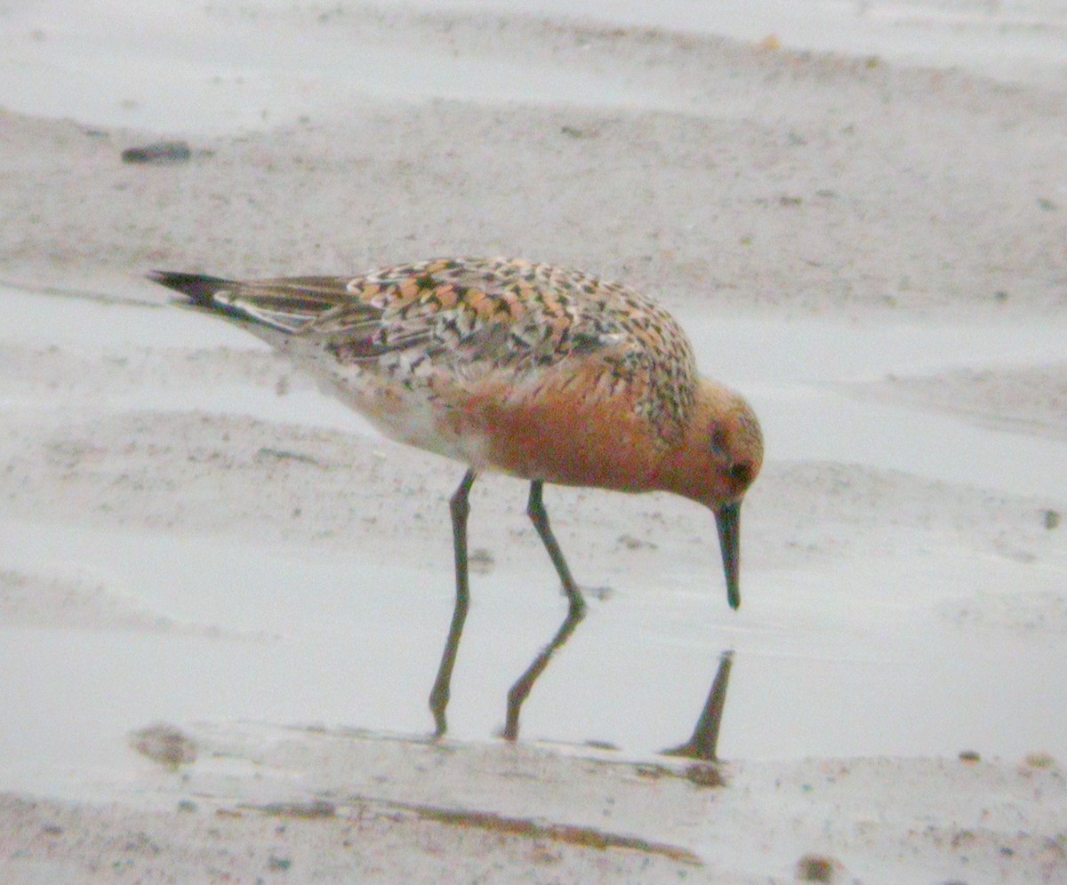 Red Knot - ML585329141