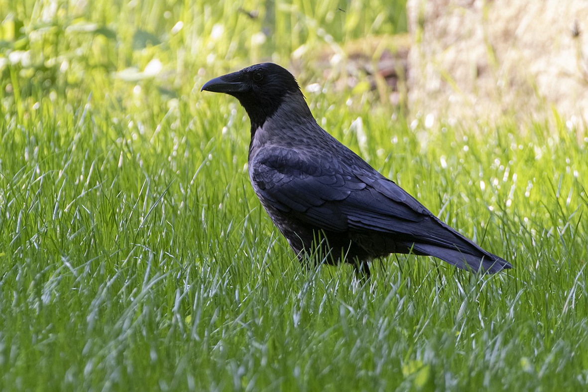 Carrion x Hooded Crow (hybrid) - ML585330001