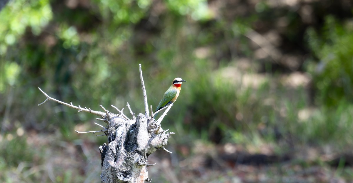 White-fronted Bee-eater - ML585331031