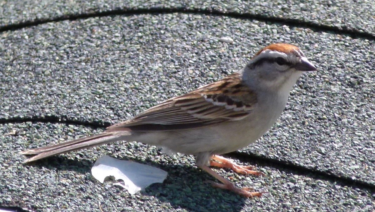 Chipping Sparrow - ML58533231