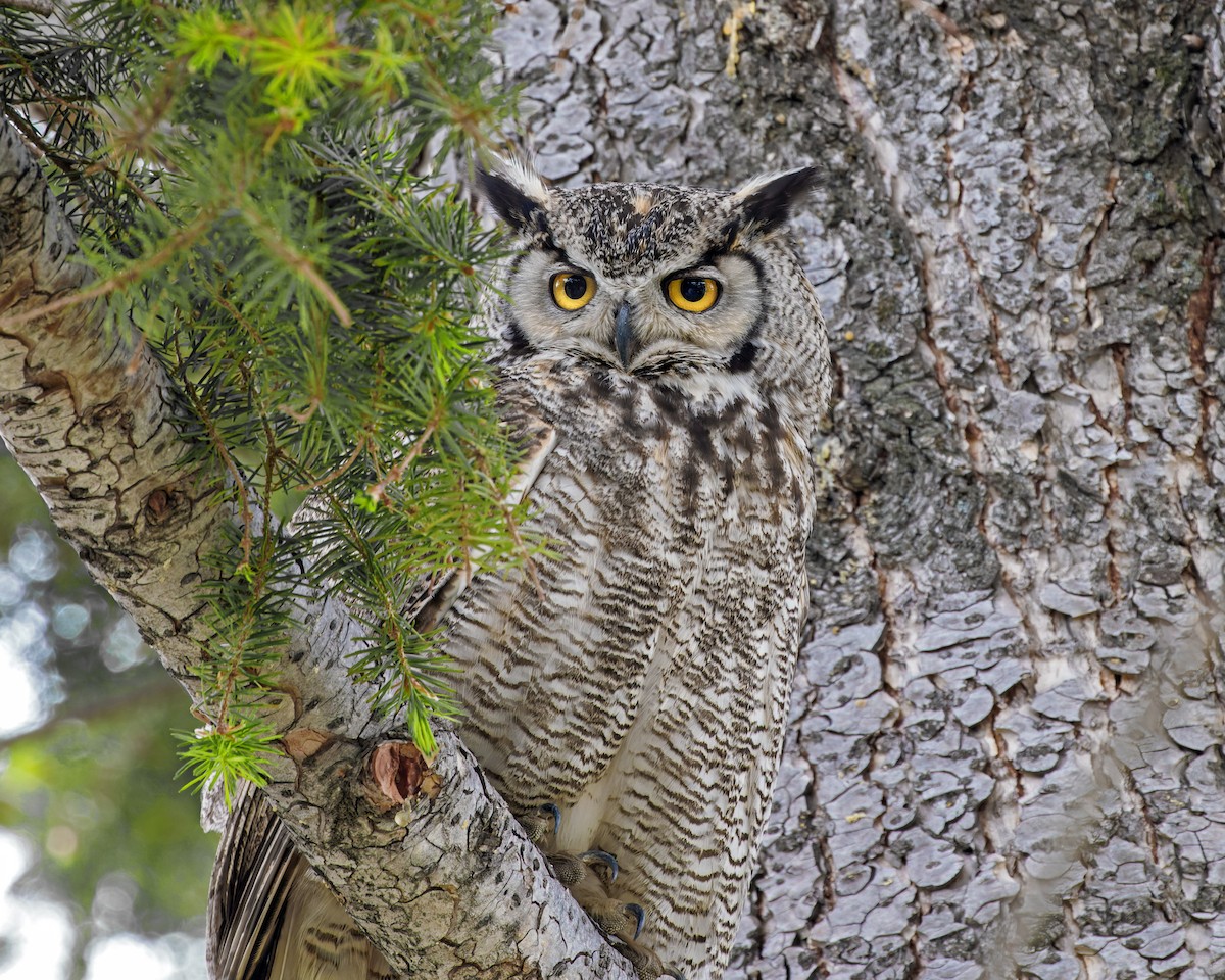 Great Horned Owl - ML585336201
