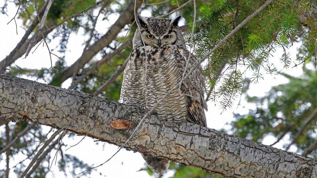 Great Horned Owl - ML585336211