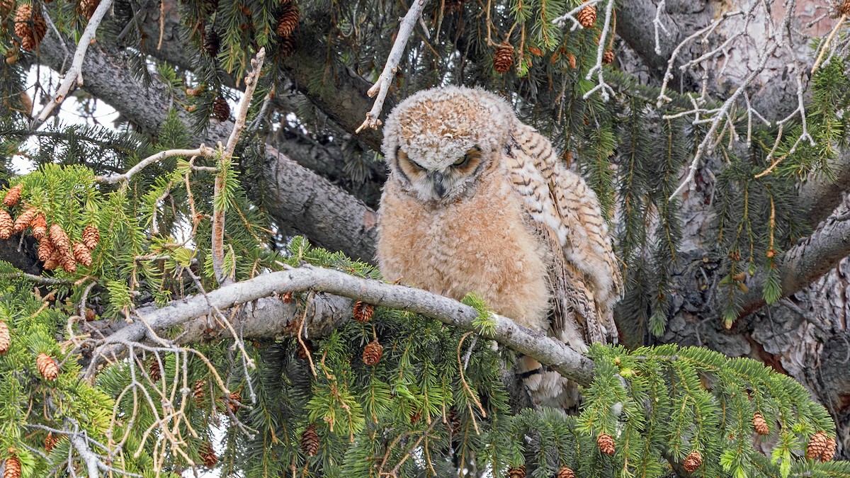 Great Horned Owl - ML585336241