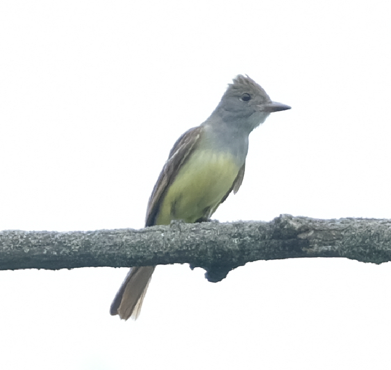 Great Crested Flycatcher - ML585340901