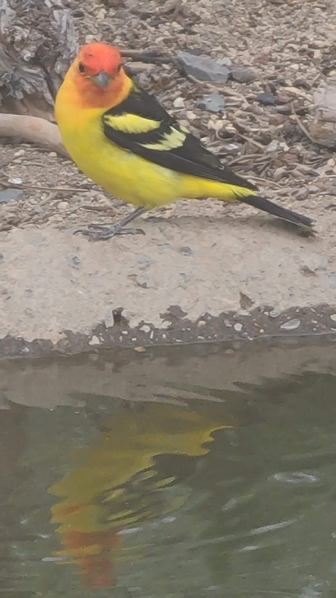 Western Tanager - ML585341831
