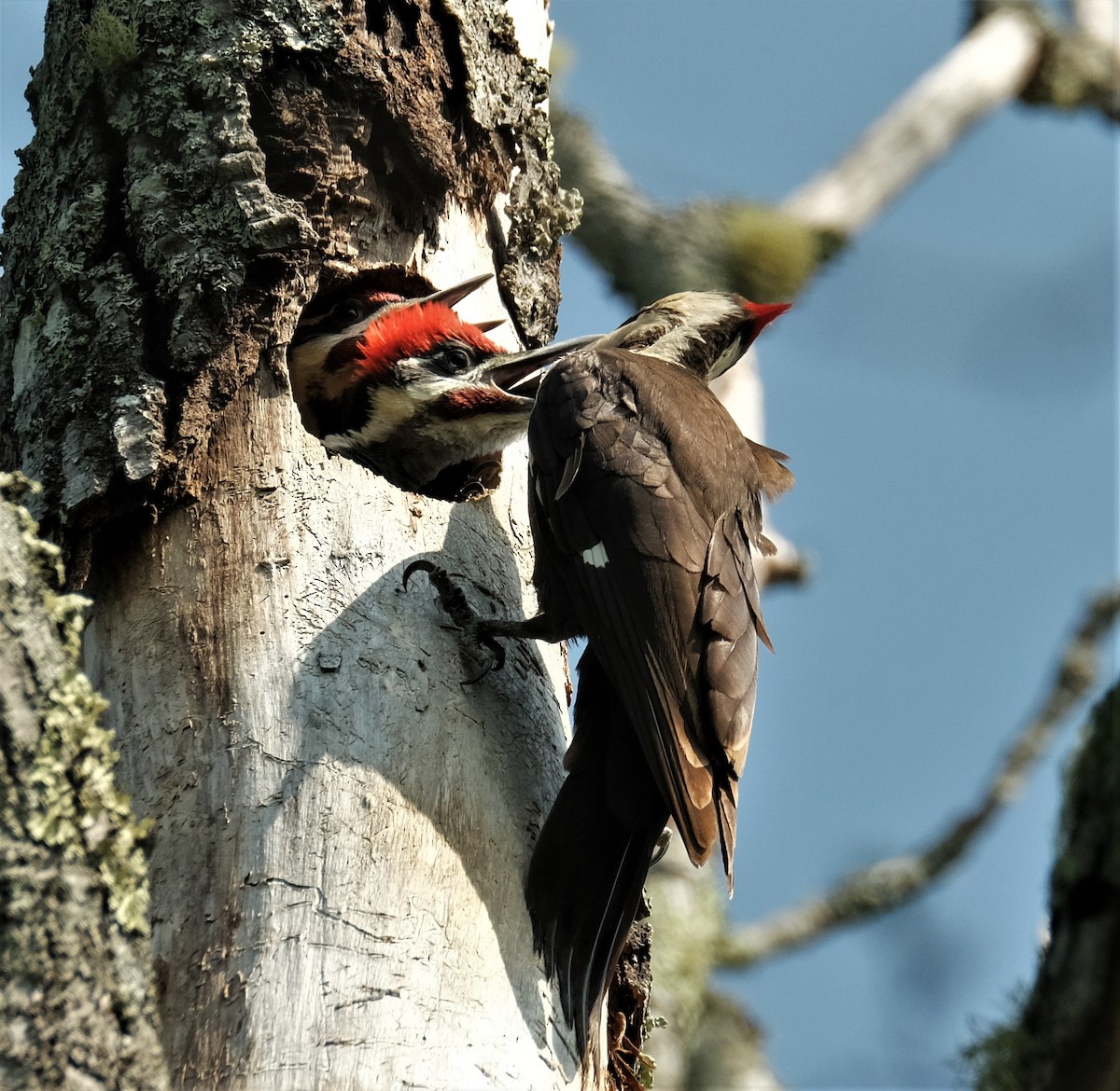 Pileated Woodpecker - ML585341931