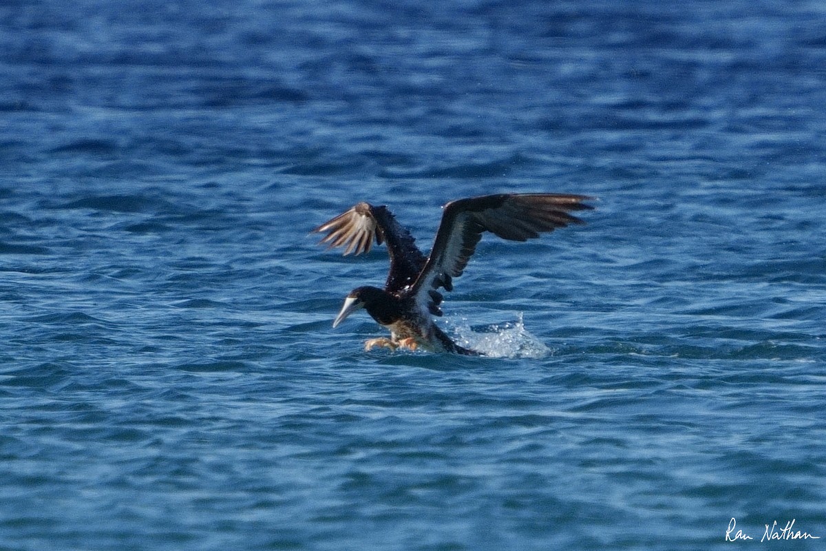 Brown Booby - ML585344481