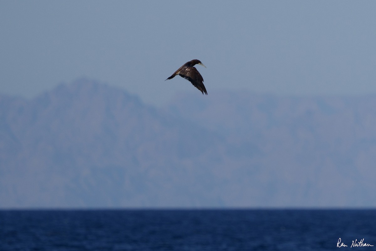 Brown Booby - ML585344891