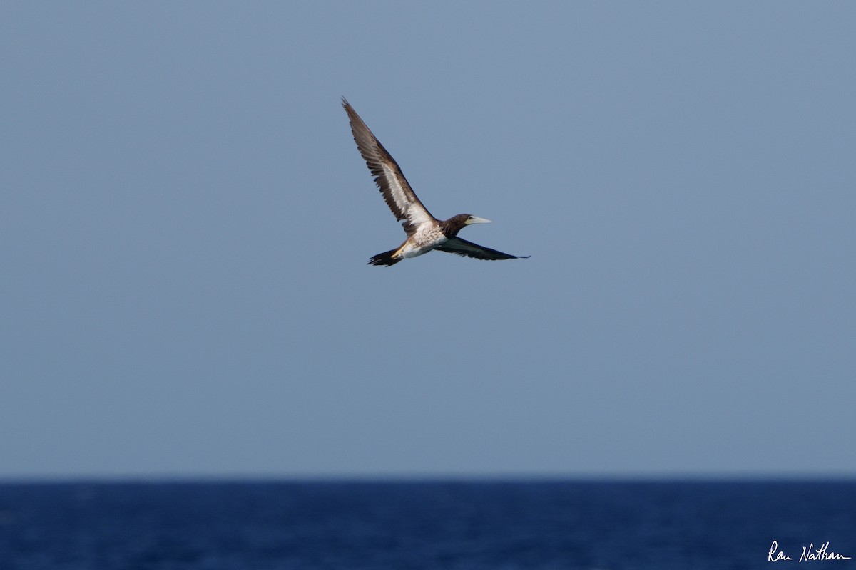 Brown Booby - ML585344951