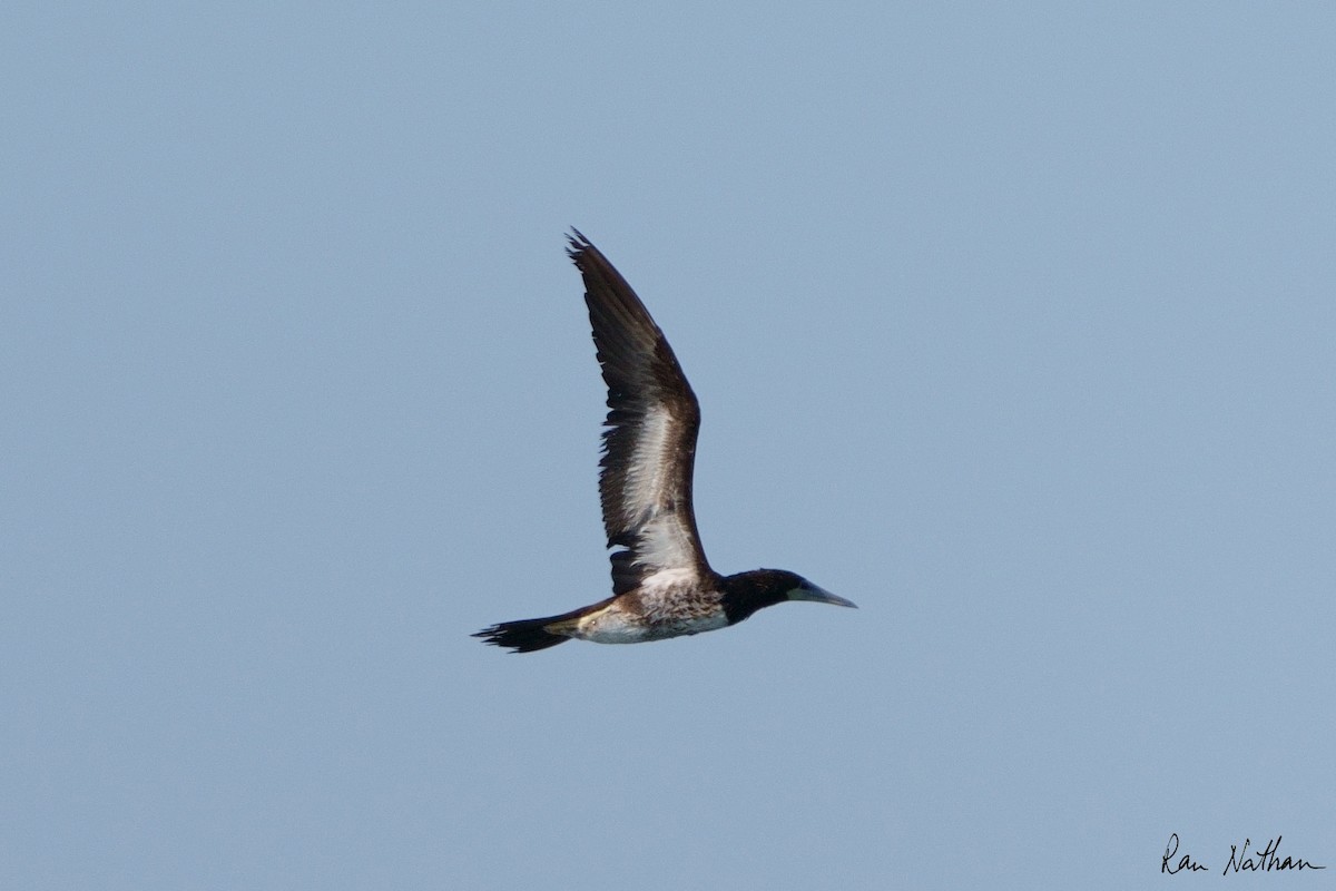 Brown Booby - ML585344961