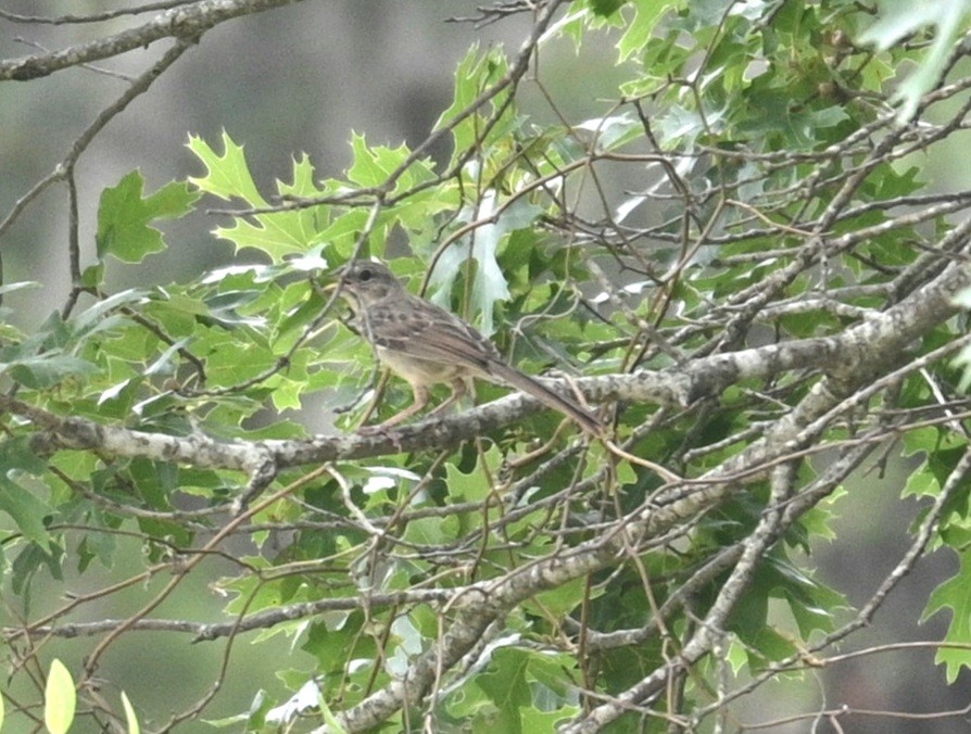 Rufous-crowned Sparrow - Jim McDaniel