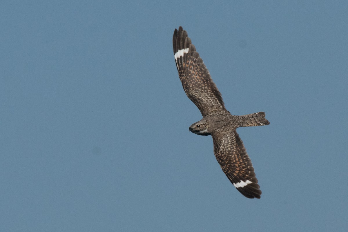 Lesser Nighthawk - Nancy Christensen