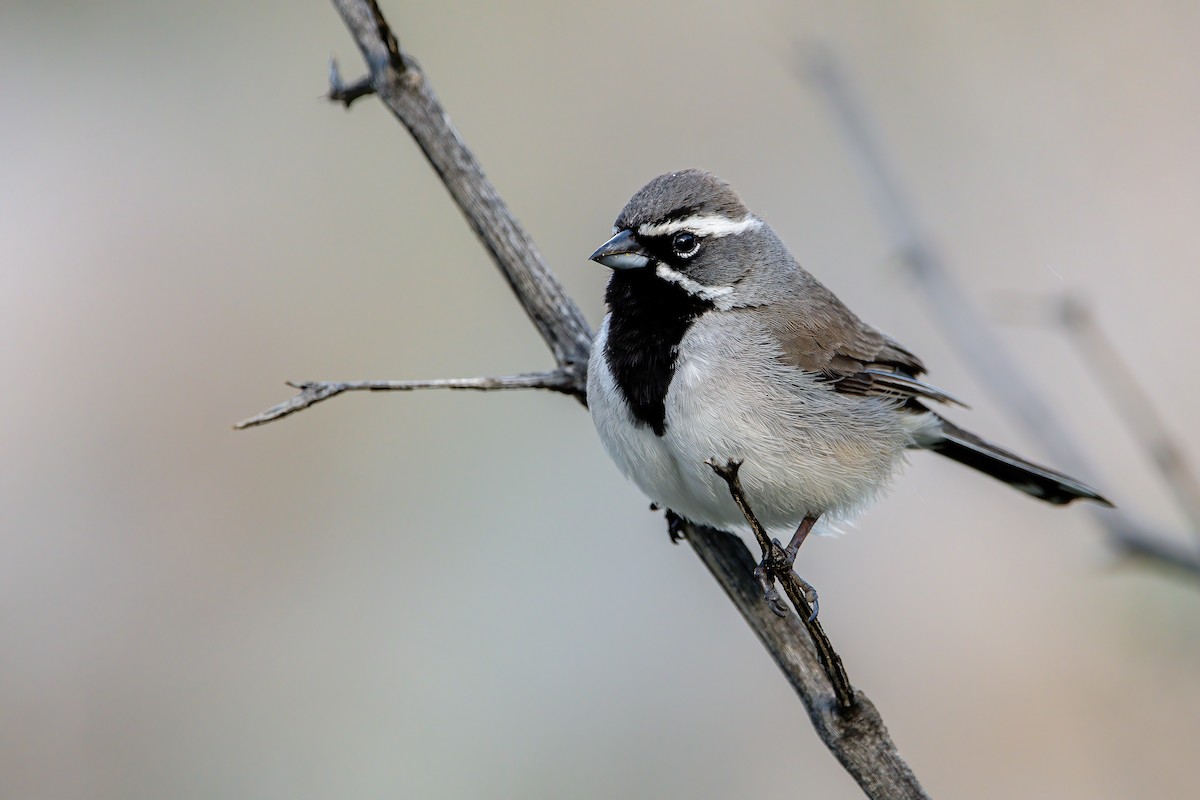 Black-throated Sparrow - ML585345871