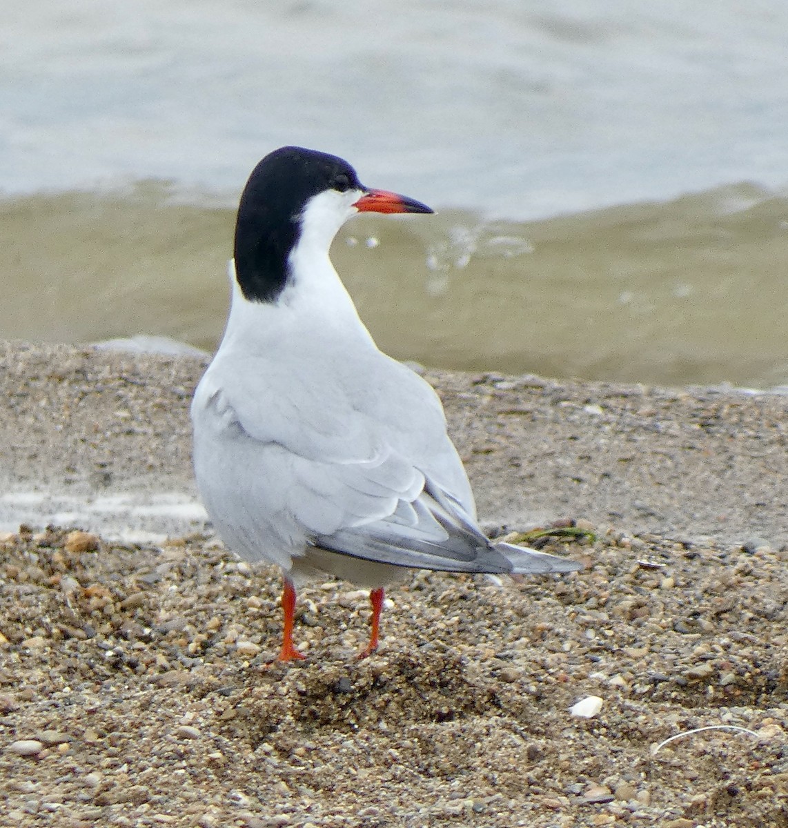eBird Checklist 16 Jun 2023 Alum Creek SPBeach and Alum Reservoir