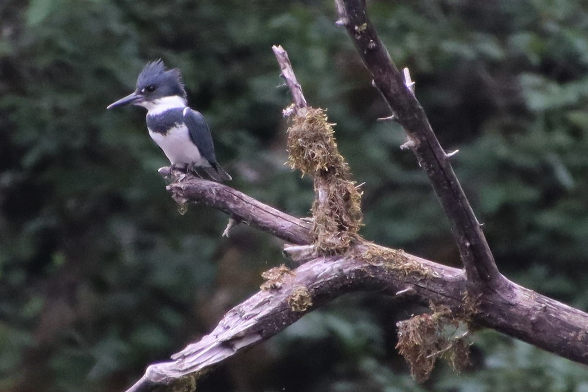 Belted Kingfisher - ML585350701