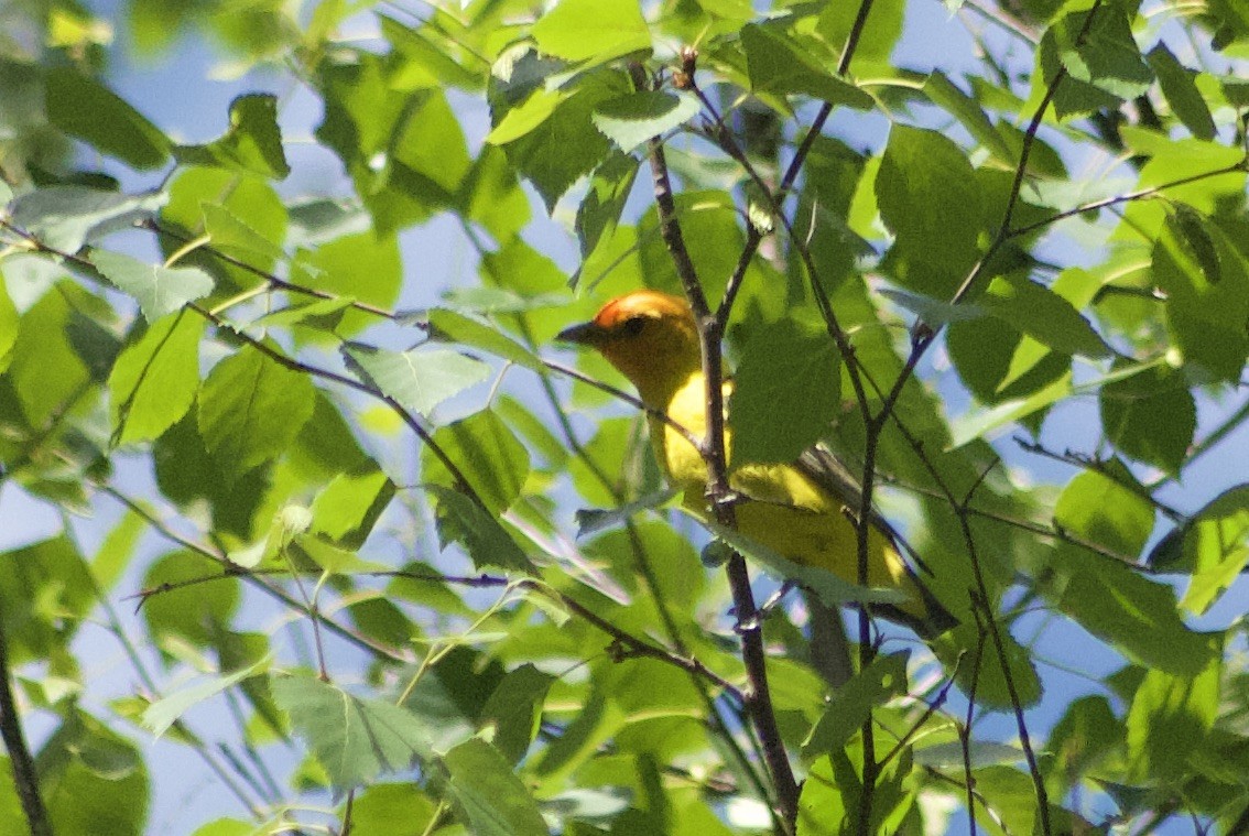 Western Tanager - ML585370091