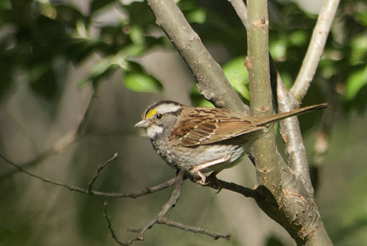 White-throated Sparrow - ML585371301