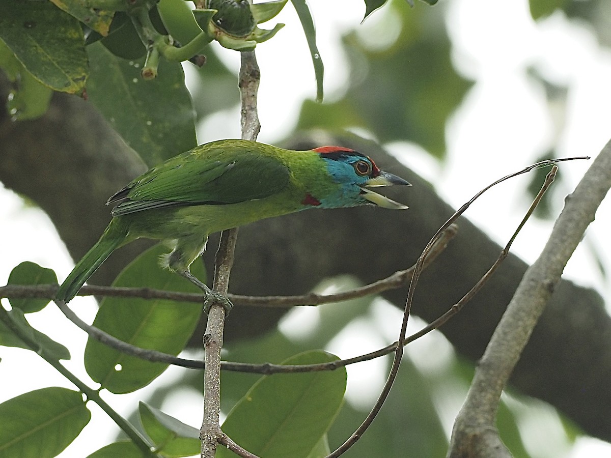 Blue-throated Barbet (Red-crowned) - ML585371831