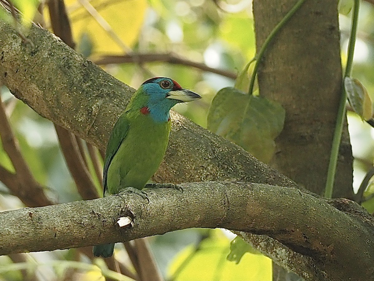 Blue-throated Barbet (Red-crowned) - ML585371841