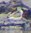 Common Greenshank - johnny powell