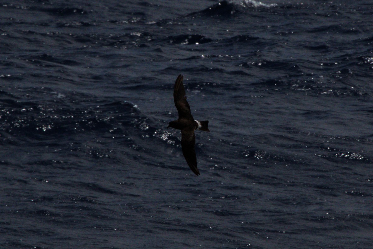 Band-rumped Storm-Petrel (Grant's) - Chad Witko