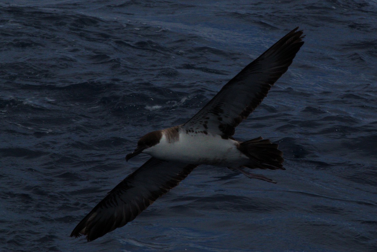 Great Shearwater - Chad Witko