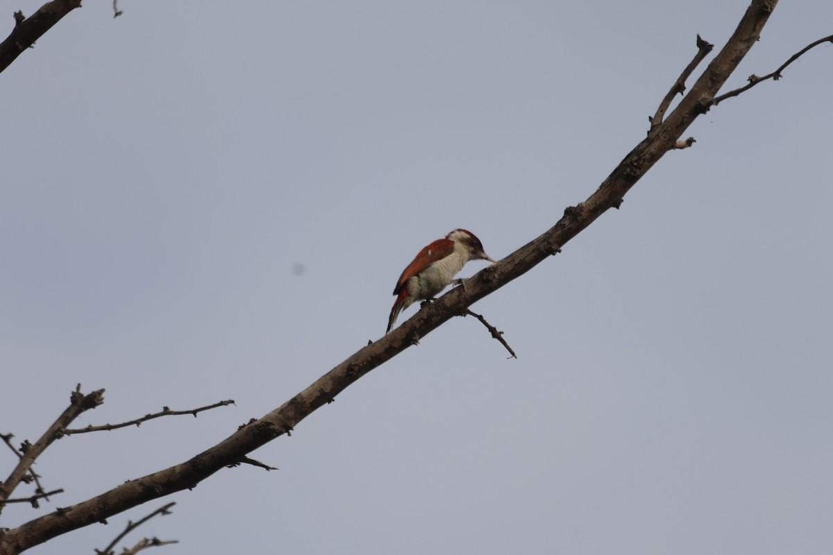 Scarlet-backed Woodpecker - ML585377401