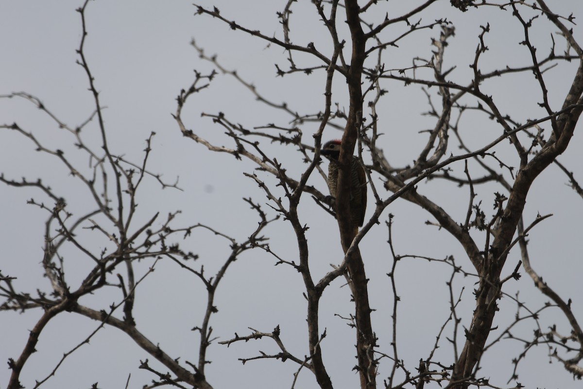 Black-necked Woodpecker - ML585377531