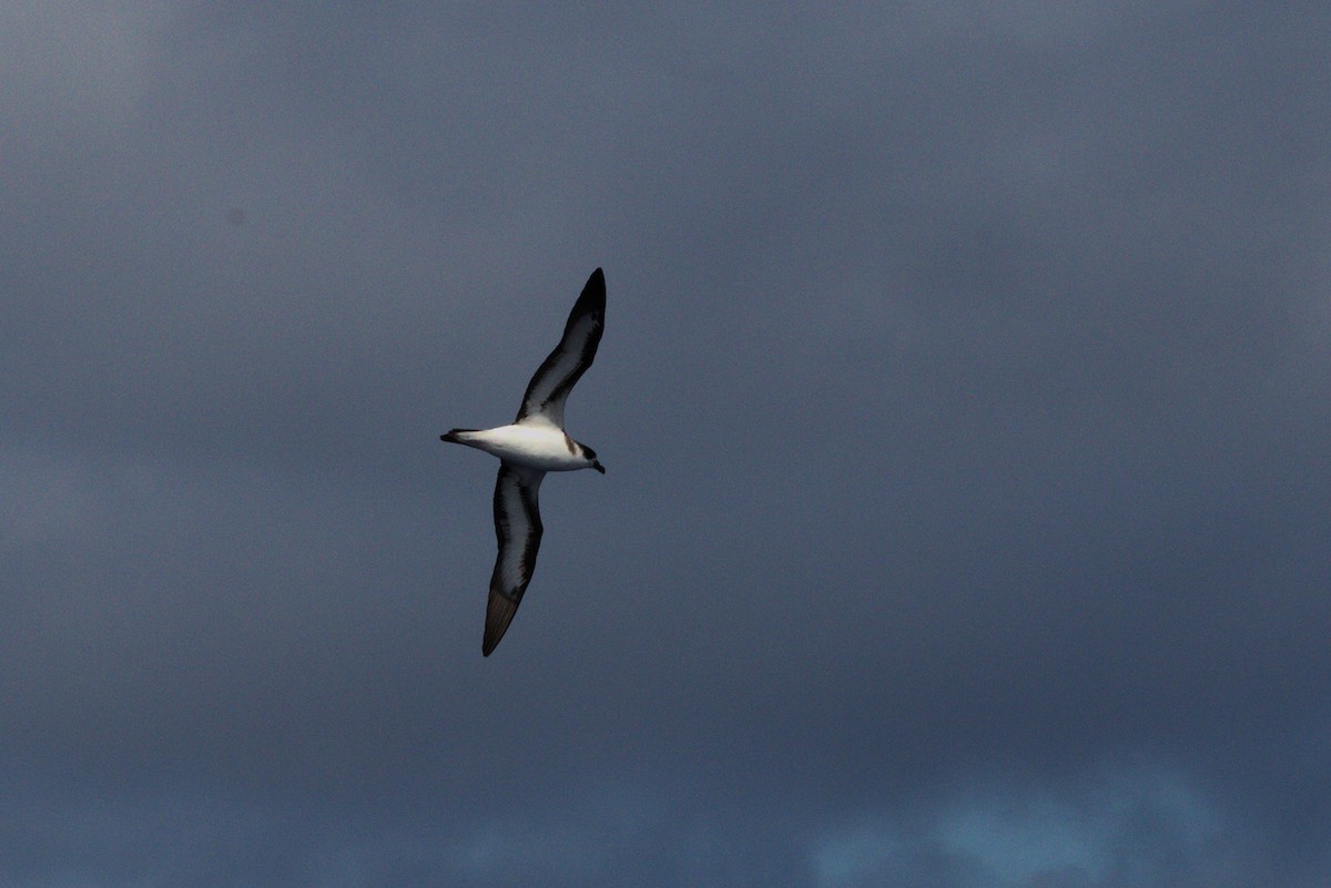 Black-capped Petrel - Chad Witko