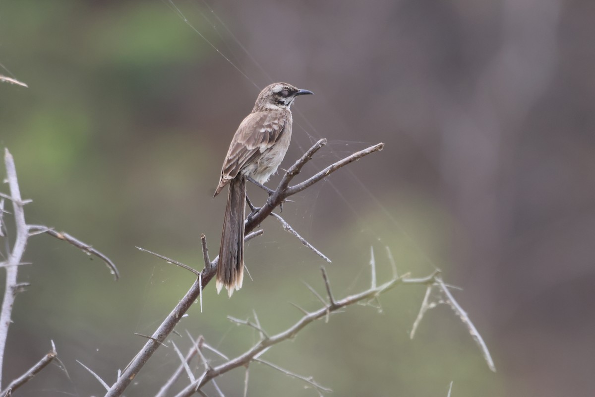 Long-tailed Mockingbird - ML585378401