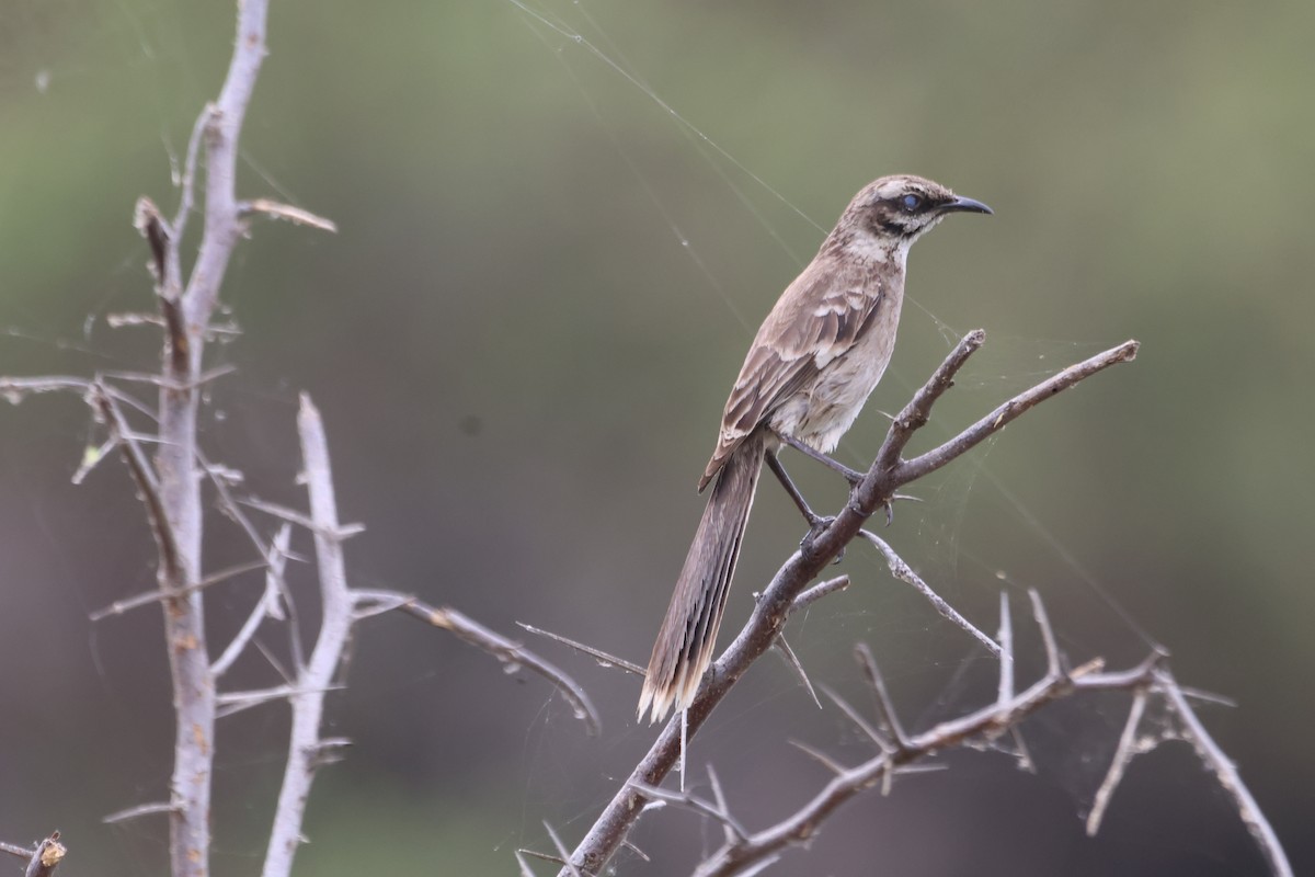 Long-tailed Mockingbird - ML585378411