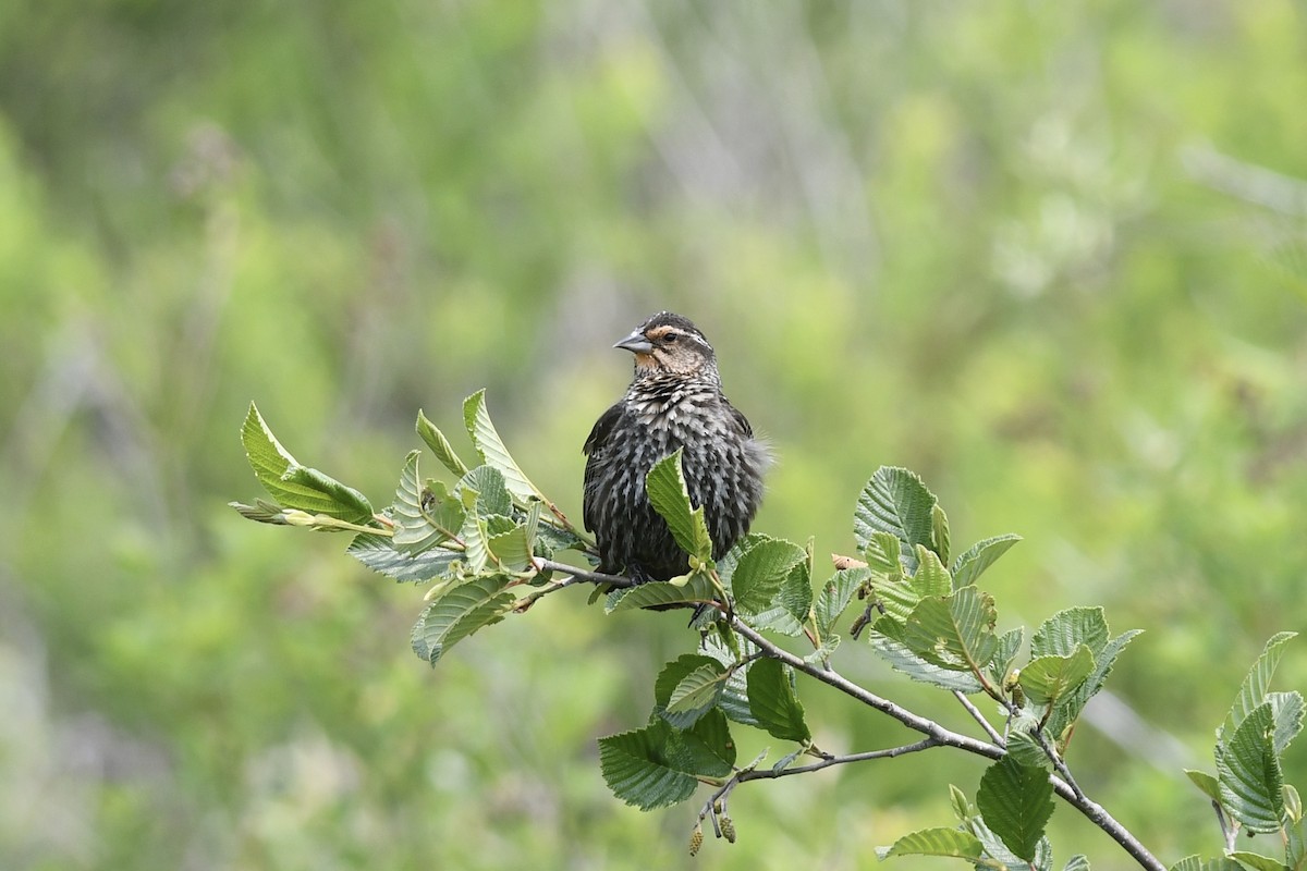 Red-winged Blackbird (Red-winged) - ML585379131