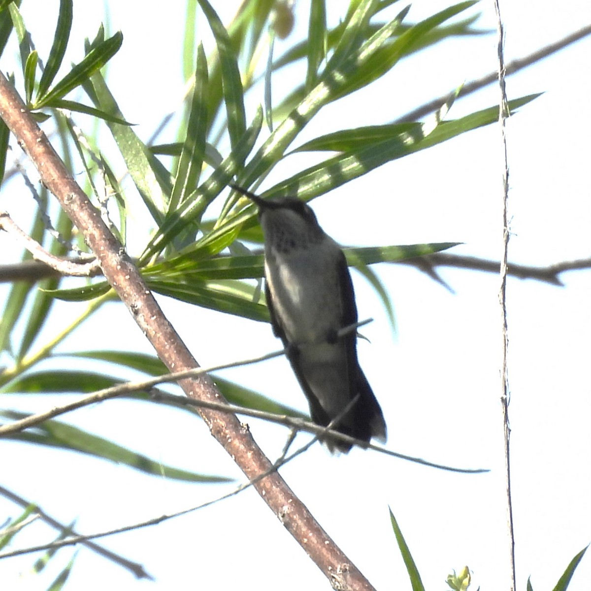 Broad-tailed Hummingbird - John  Paalvast