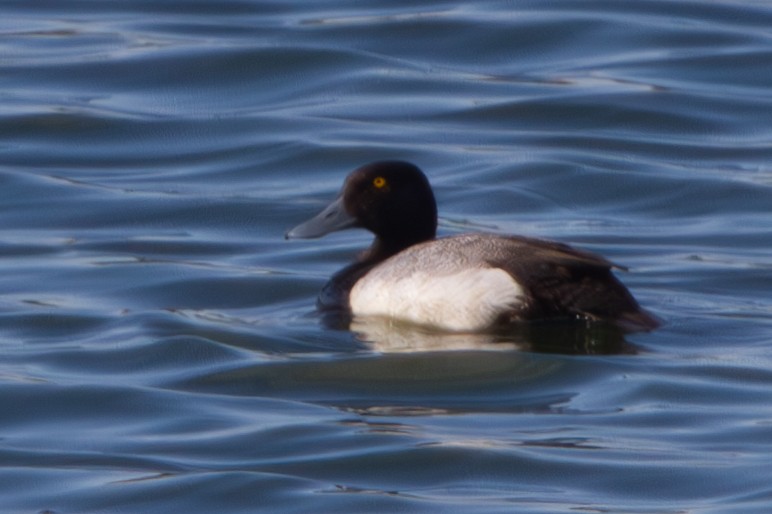 Greater Scaup - ML585381281