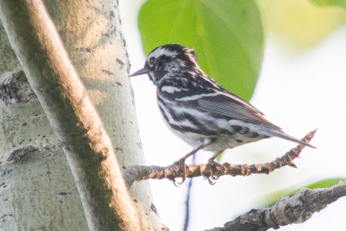 Black-and-white Warbler - ML585383611
