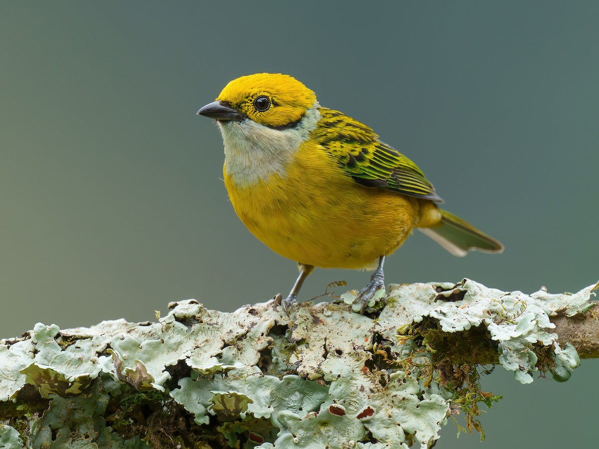 Silver-throated Tanager - Tangara icterocephala - Birds of the World