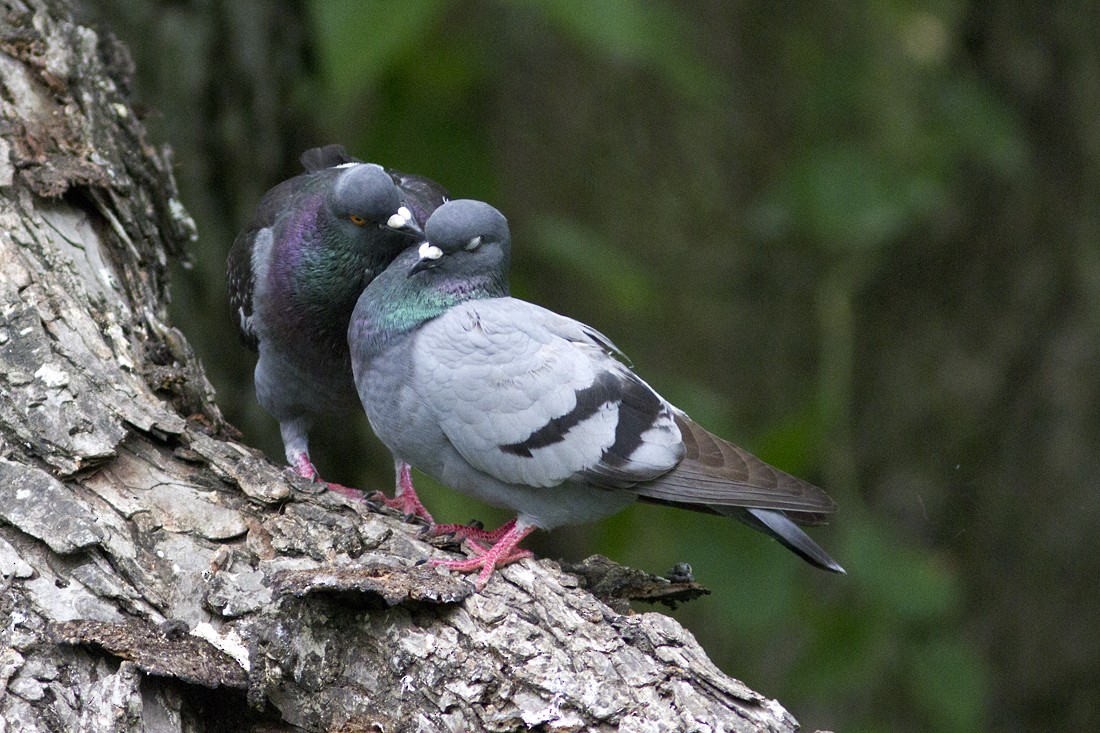 Rock Pigeon (Feral Pigeon) - Richard Bunn