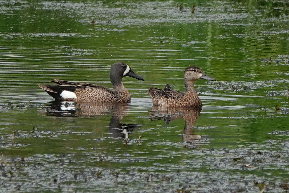Blue-winged Teal - ML585386101
