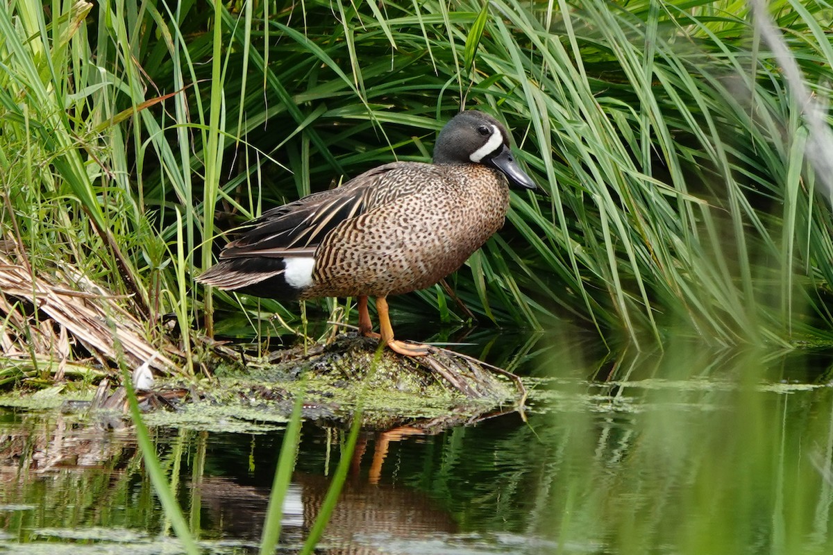 Blue-winged Teal - ML585386111