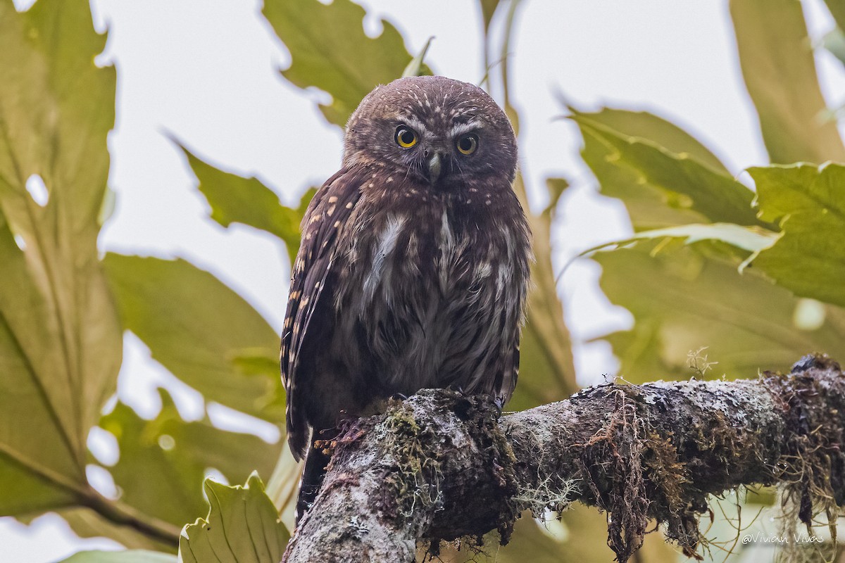 Andean Pygmy-Owl - ML585386241