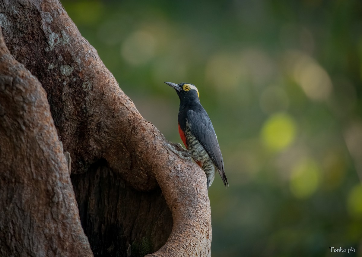 Yellow-tufted Woodpecker - Carlos Maure