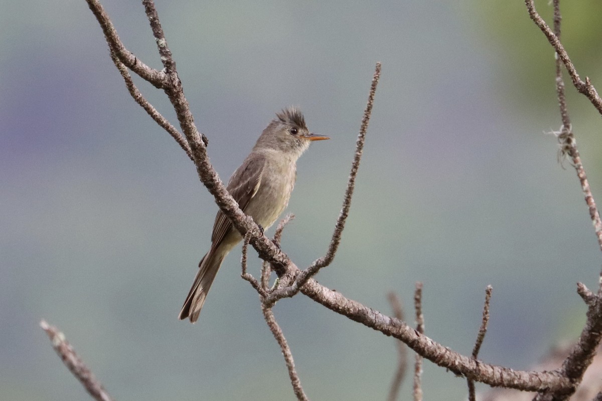Greater Pewee (Central American) - ML585392191