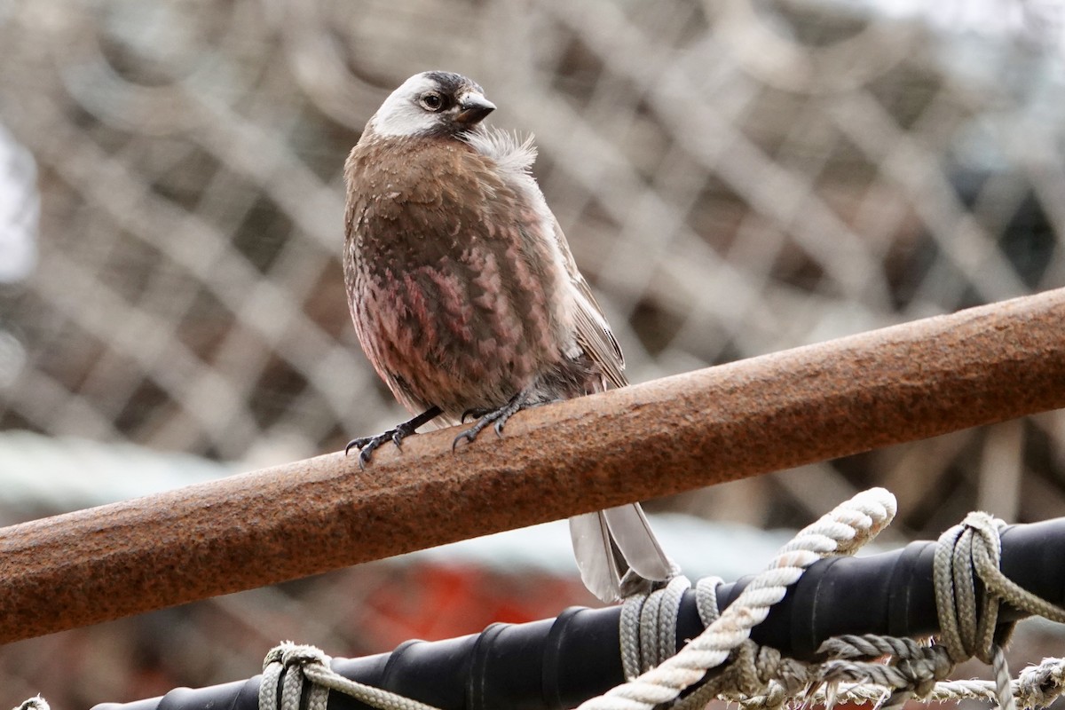 Gray-crowned Rosy-Finch (Pribilof Is.) - ML585392201
