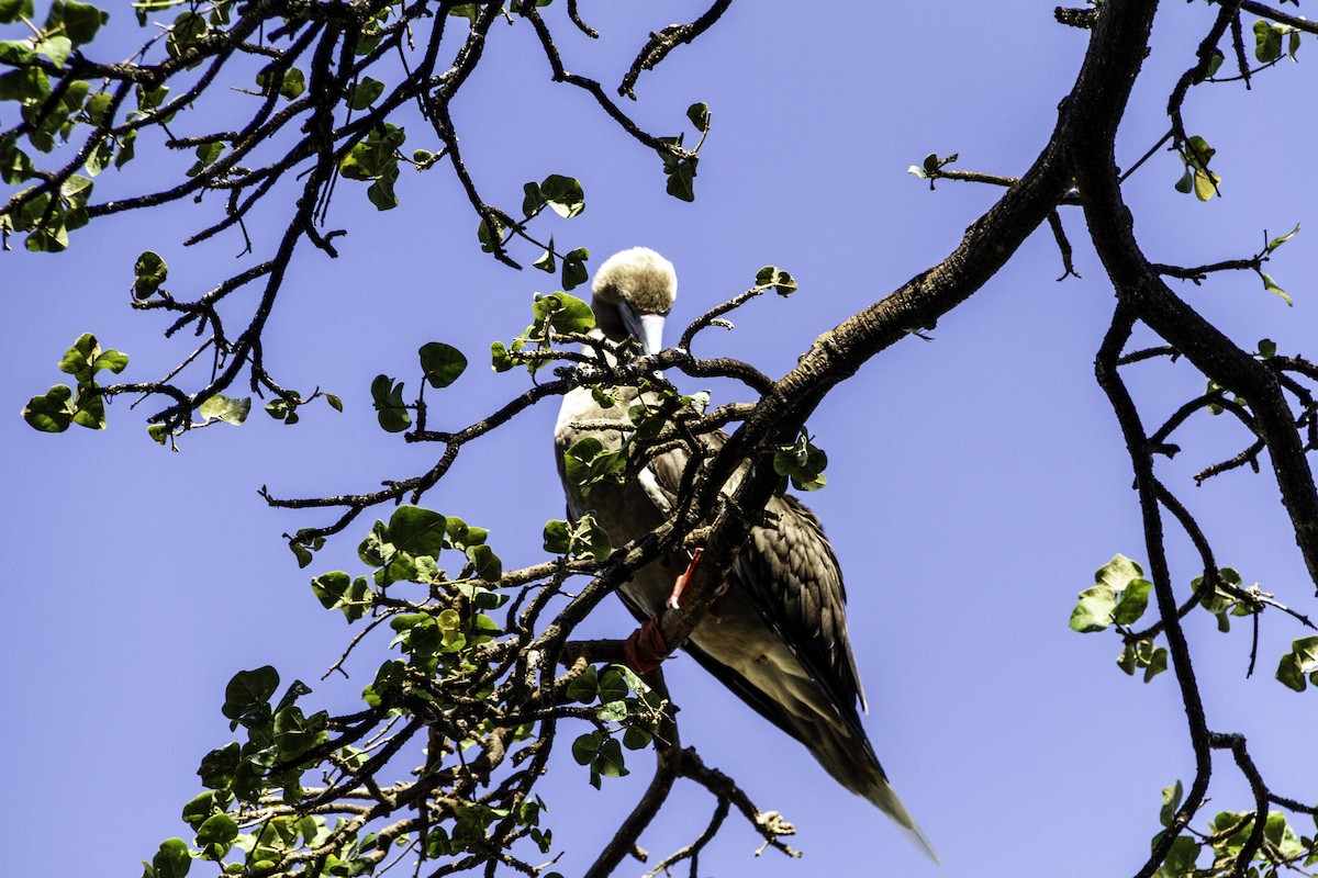 Red-footed Booby - ML585392811