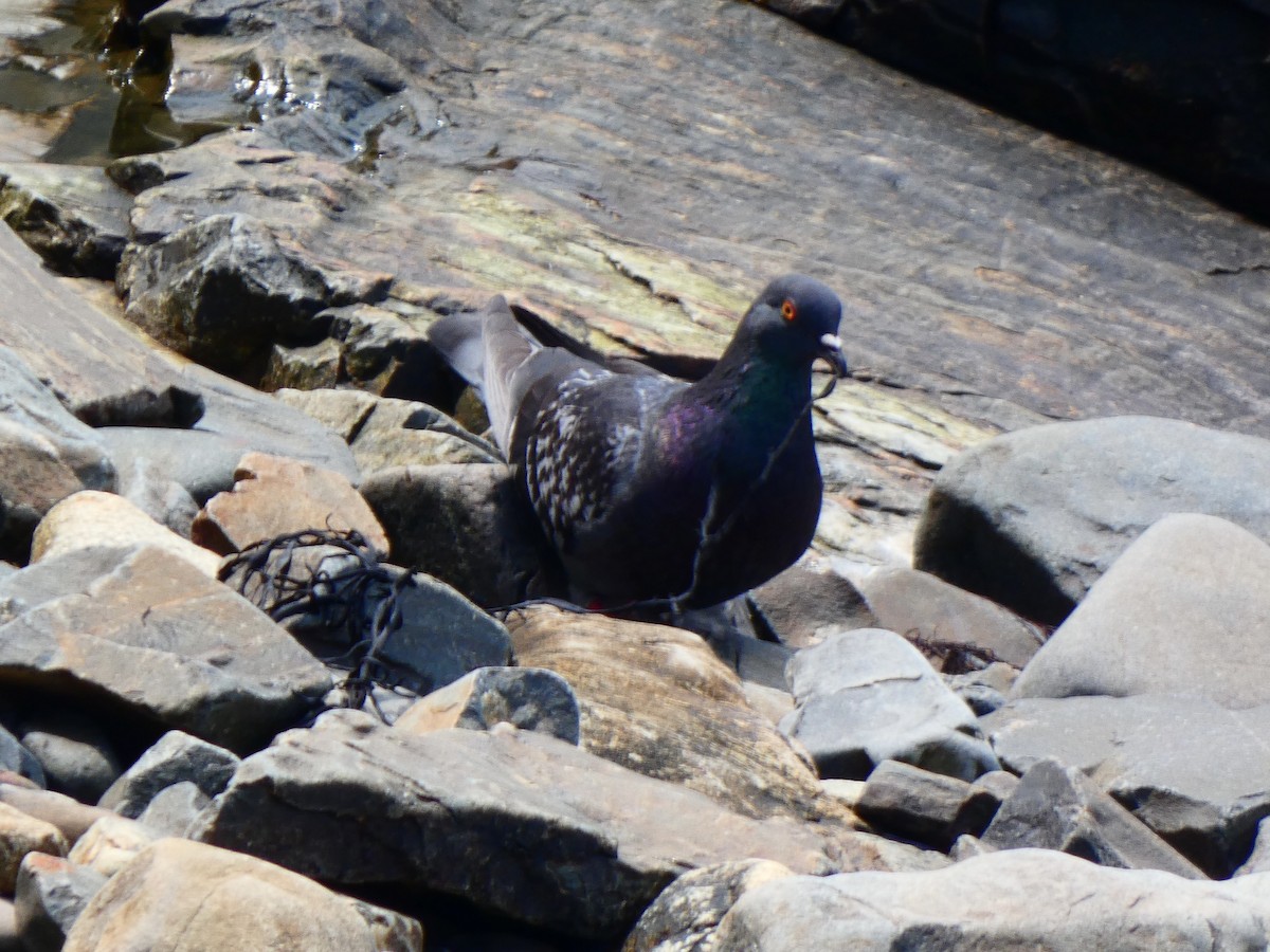 Rock Pigeon (Feral Pigeon) - ML585395281