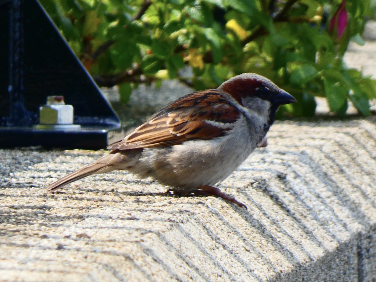 House Sparrow - ML585395361