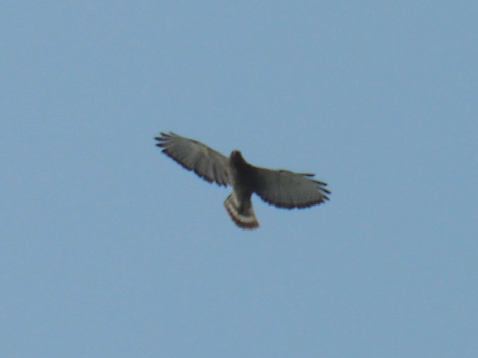 Broad-winged Hawk - ML585397301