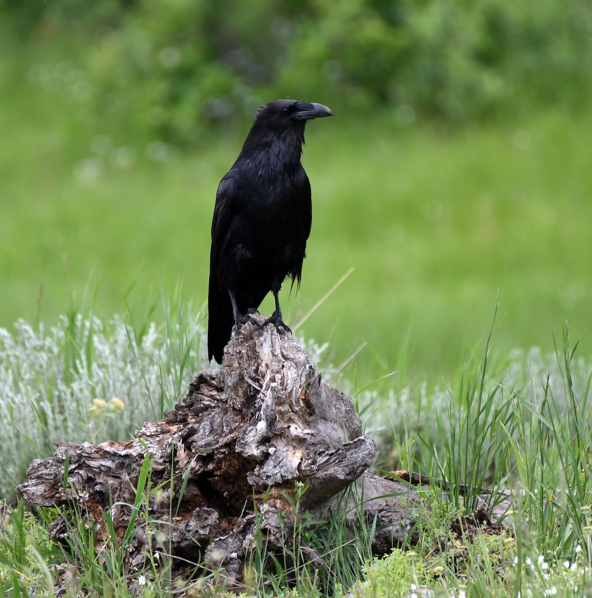 eBird Checklist - 13 Jun 2023 - Grand Teton NP--Moose Wilson Rd ...